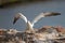 Northern gannet with spread out wings landing in a breeding colony at cliffs of Helgoland island, Germany