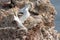 Northern gannet with spread out wings landing near his mate in a breeding colony at cliffs of Helgoland island, Germany