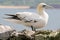 Northern Gannet standing on rock