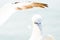 A Northern Gannet stands in soft light, with a grand piano above his head, in high-key