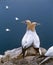 Northern Gannet, sula bassana, Pair standing on Rock, Bass Rock in Scotland