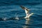 A Northern Gannet taking off on a sunny day summer