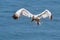 Northern Gannet about to land - Morus bassanus, Bempton Cliffs, Yorkshire