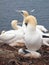 Northern gannet with young