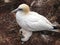 Northern gannet with young