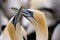 Northern Gannets