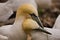 Northern Gannets