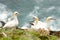 Northern Gannets