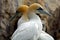 Northern gannets, Bass Rock, Scotland