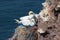 Northern Gannets brooding at red cliffs of Helgoland