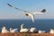 Northern gannets building a nest at German island Helgoland