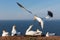 Northern gannets building a nest at German island Helgoland