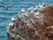 Northern gannets on cliff, Heligoland, Germany