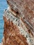 Northern gannets on cliff, Heligoland, Germany