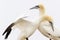 Northern Gannets in courtship