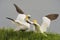 Northern Gannets Fighting