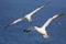 Northern gannets in flight