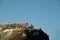 Northern gannets flying above Ile Rouzic in Brittany