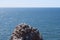 Northern gannets gather on the red cliffs of Helgoland