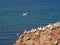 Northern Gannets at the guillemot rock of the island Helgoland