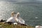 Northern gannets, Helgoland, Germany