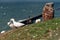 Northern gannets, Helgoland, Germany