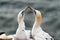 Northern gannets, Helgoland, Germany