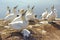 Northern gannets Heligoland Helgoland panting