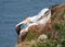 Northern Gannets - Morus bassanus mating, Yorkshire