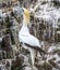 Northern gannets Morus bassanus seabirds at Bass Rock, world`s largest colony of northern Gannets. North Berwick Scotland UK
