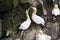 Northern Gannets, Nesting