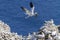 Northern Gannets nesting at Cape St. Mary`s