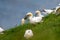 Northern Gannets picking up grass with there beaks on near Bempton Cliffs, near Flamborough Head, East Yorkshire, UK