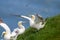 Northern Gannets picking up grass with there beaks on near Bempton Cliffs, near Flamborough Head, East Yorkshire, UK