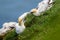 Northern Gannets picking up grass with there beaks on near Bempton Cliffs, near Flamborough Head, East Yorkshire, UK