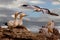 Northern Gannets in Scotland