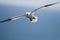 Northern Garnet flying against a blue sky at Bempton Cliffs North Yorkshire,UK