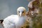 Northern Garnet sat on its nest at Bempton Cliffs North Yorkshire,UK