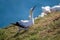 Northern Garnet sat on its nest at Bempton Cliffs North Yorkshire,UK