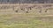 Northern geese standing in green grass