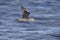 northern giant petrel flying over the waters of the Atlantic Ocean autumn day