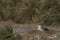 Northern Giant Petrel (Macronectes halli)