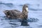Northern Giant Petrel, Macronectes halli, on sea