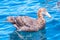 Northern giant petrel near Kaikoura, New Zealand