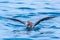 Northern giant petrel near Kaikoura, New Zealand