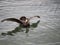 Northern Giant Petrel with Outstretched Wings