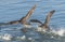 Northern giant petrels in Beagle channel, Patagonia, Argentina