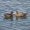 Northern giant petrels in Beagle channel, Patagonia, Argentina