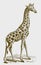 Northern giraffe giraffa camelopardalis in side view