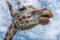 Northern giraffe, Giraffa camelopardalis, three-horned giraffe. The head of giraffe against the blue sky. Interior photo Unusual